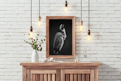 Spoonbills Black & White Wall Art