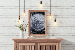 Common Dandelion Black & White Wall Art