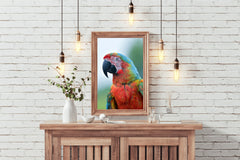 Beautiful Macaw Parrot Wall Art