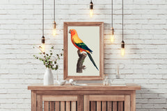 Painting of Sun Conure Parrot Wall Art