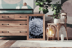 Common Dandelion Black & White Wall Art