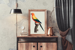 Painting of Sun Conure Parrot Wall Art