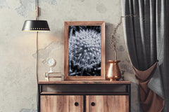 Common Dandelion Black & White Wall Art