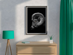 Bighorn Sheep Black & White Wall Art