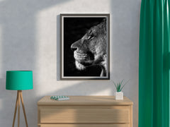 Barbary Lion Black & White Wall Art