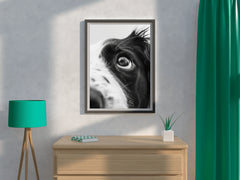 Border Collie Dog Black & White Wall Art